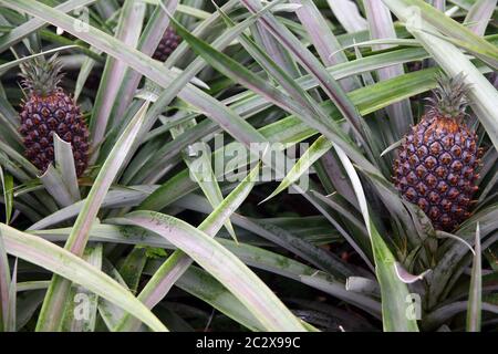 Gros plan sur deux ananas dans une culture aux Açores Banque D'Images