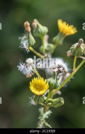 Fleurs jaunes et têtes de fleurs de semis de Prickly Sow-Thistle / Sonchus asper dans le champ ensoleillé hedgerow. Membre d'Asteraceae. Mauvaise herbe britannique commune. Banque D'Images