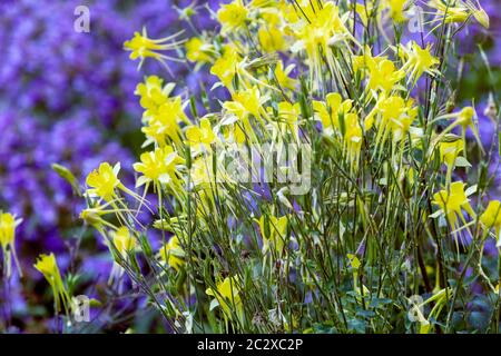 Le colombine jaune touffes été fleurs jardin jaune bleu Banque D'Images