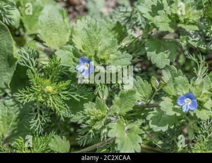 Blue Speedwell / Veronica persica ou V. agrestis fleurs poussant avec Pineappleweed / Matricaria discoidée dans le champ ensoleillé. Voir LES NOTES pour l'ID Speedwell Banque D'Images