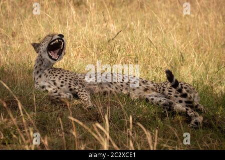 Guépard femelle béant se trouve dans l'herbe haute Banque D'Images