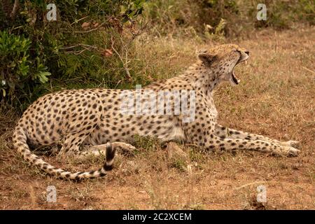 Guépard femelle béant se trouve dans l'herbe courte Banque D'Images