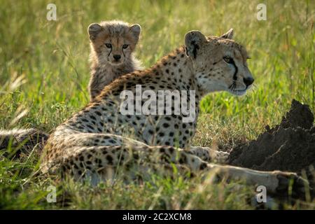 Guépard femelle se trouve dans l'herbe à côté de cub Banque D'Images