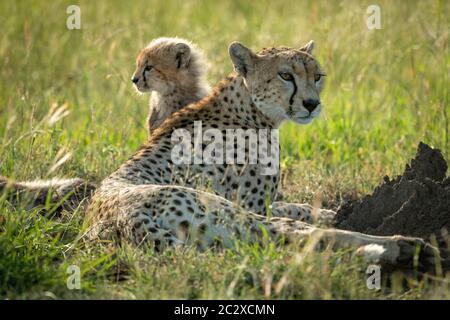 Guépard femelle se trouve dans l'herbe avec cub Banque D'Images