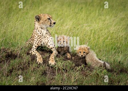 Guépard femelle se trouve à côté d'oursons sur mound Banque D'Images