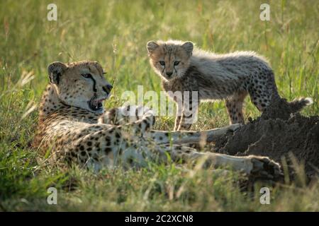 Guépard femelle se trouve à côté de cub dans les prairies Banque D'Images