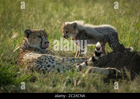 Guépard femelle se trouve à côté de cub in grass Banque D'Images