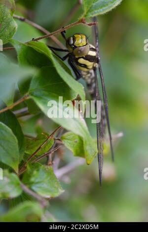 Le sud de Hawker Dragonfly Banque D'Images