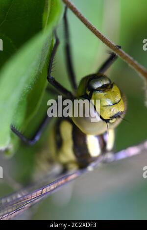 Le sud de Hawker Dragonfly Banque D'Images
