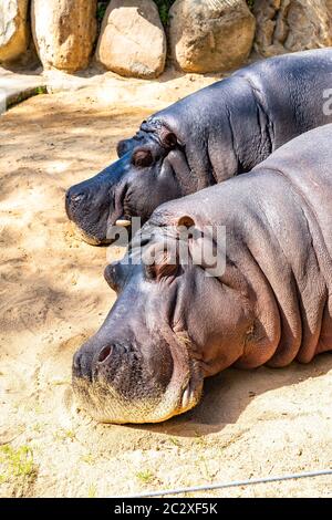 Hippopotame commun (Hippopotamus amphibius) au zoo de Barcelone. Banque D'Images