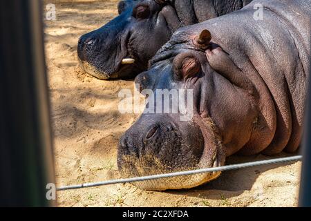 Hippopotame commun (Hippopotamus amphibius) au zoo de Barcelone. Banque D'Images