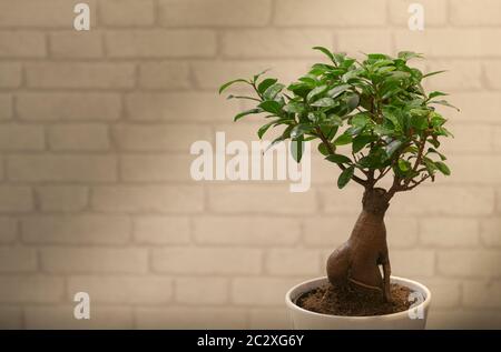 Arbre de ginseng Bonsai devant le mur de brique blanche Banque D'Images