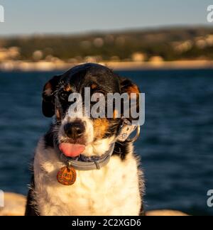 chien qui dépasse sa langue taquiner l'appareil photo Banque D'Images