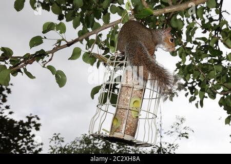 Un jeune écureuil se brise dans un mangeoire à oiseaux écureuils dans un jardin britannique juin 2020 Banque D'Images