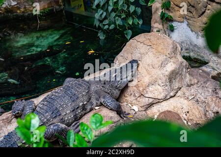 Caïman (Caiman latirostris) au zoo de Barcelone. Banque D'Images