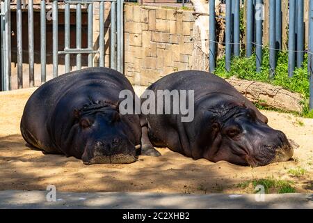 Hippopotame commun (Hippopotamus amphibius) au zoo de Barcelone. Banque D'Images