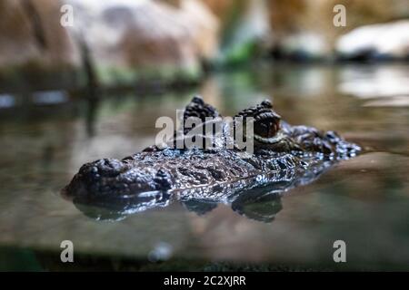 Caïman (Caiman latirostris) au zoo de Barcelone. Banque D'Images