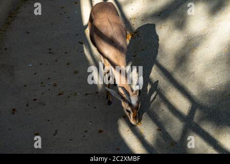 Dorcas du Saharian (Gazella dorcas osiris) au zoo de Barcelone.