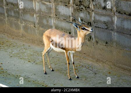 Dorcas du Saharian (Gazella dorcas osiris) au zoo de Barcelone.