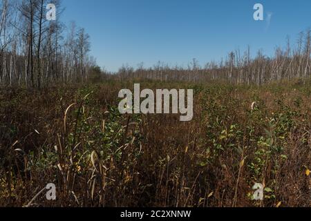 paysage d'automne de marécages couverts de phragmites pendant la journée ensoleillée dans la région de polesie en pologne Banque D'Images