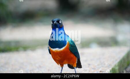 Un superbe Starling debout au sol Banque D'Images