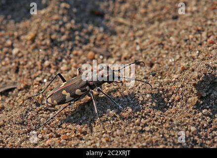 Le dunaire de sable Cicindela hybrida de la dune intérieure de Sandhausen Banque D'Images