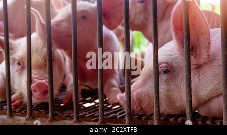 Cute piglet en ferme. Triste et sain petit cochon. L'élevage du bétail. L'industrie de la viande. Marché de la viande animale. La peste porcine africaine et concept de la grippe porcine. Swine Banque D'Images