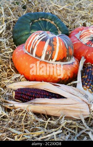 Le maïs d'ornement rouge profond s/n en face de orange et vert sur la paille les courges Turban turcs Banque D'Images