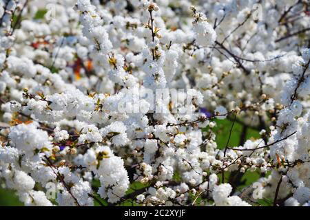 Alba Plena. Prunus glandulosa, appelé cerisier de brousse chinois, prune chinoise, et amande florale naine. Fleurs sur un arbuste ornemental. Mise au point sélective Banque D'Images