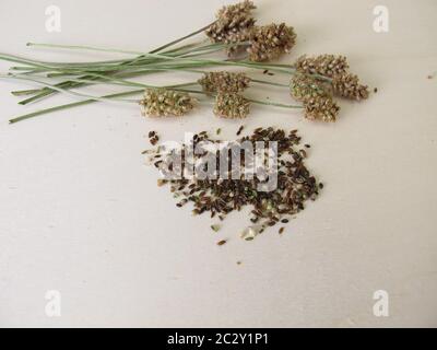 Graines et tiges de fleurs comestibles de ribwort plantain Banque D'Images