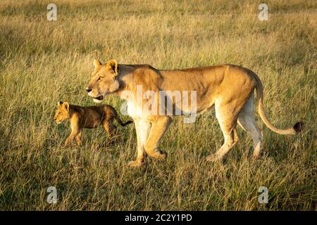 Lioness traverse une herbe longue avec cub Banque D'Images