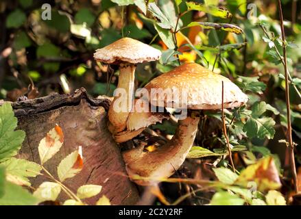 Champignons, champignons d'automne sur le sol forestier Banque D'Images