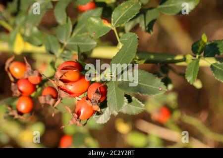 Les rosehivers sur l'arbuste épineux, les rosehivers sont des remèdes naturels Banque D'Images