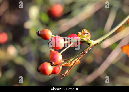 Les rosehivers sur l'arbuste épineux, les rosehivers sont des remèdes naturels Banque D'Images