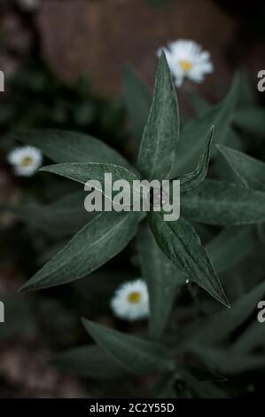 jardin de la fleur de maïs bouton fermé, printemps, temps nuageux Banque D'Images