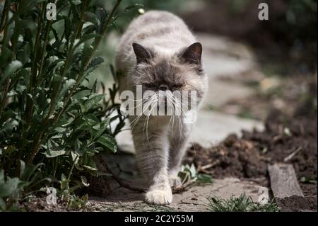 exot blanc de chat assis dans des buissons verts en plein air Banque D'Images