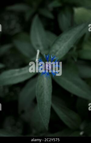 jardin de la fleur de maïs bouton fermé, printemps, temps nuageux Banque D'Images