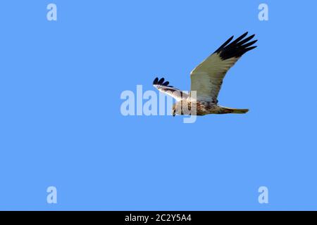 Harrier de marais occidental / harrier de marais eurasien (Circus aeruginosus) chasse mâle en vol contre ciel bleu Banque D'Images