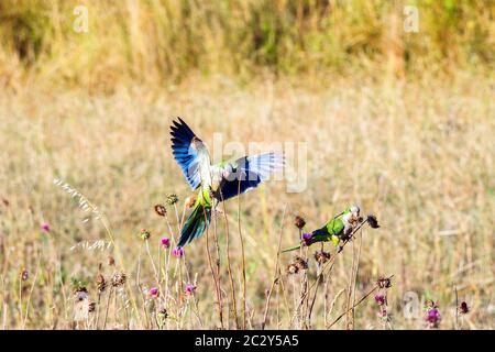 Parakeet rosé à Parco degli Acquedotti - Rome, Italie Banque D'Images