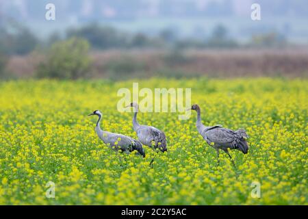 Grues communes / grue eurasienne (Grus grus) avec deux juvéniles fourragent dans le champ de moutarde à fleurs, Mecklembourg-Poméranie occidentale, Allemagne Banque D'Images