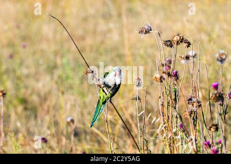 Parakeet rosé à Parco degli Acquedotti - Rome, Italie Banque D'Images