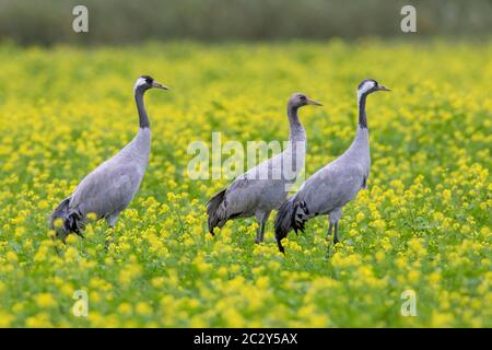 Grues communes / grue eurasienne (Grus grus) groupe de recherche dans le champ de moutarde à fleurs, Mecklembourg-Poméranie occidentale, Allemagne Banque D'Images