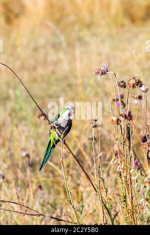 Parakeet rosé à Parco degli Acquedotti - Rome, Italie Banque D'Images