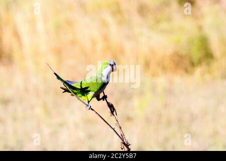 Parakeet rosé à Parco degli Acquedotti - Rome, Italie Banque D'Images