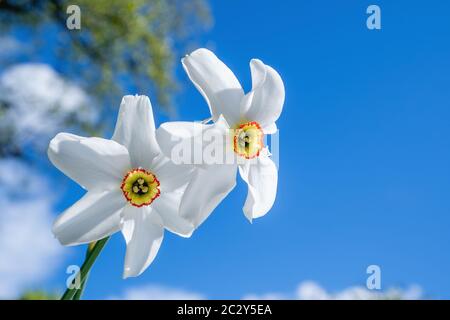 Une paire de jonquilles oculaires Pheasants se déplacent dans un vent de printemps doux contre un ciel bleu. Banque D'Images