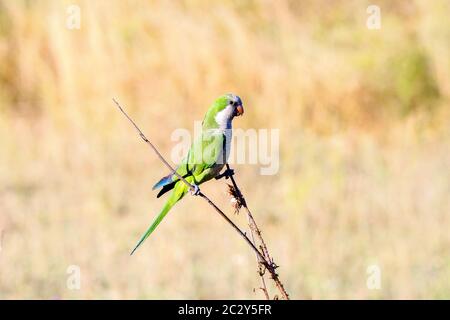 Parakeet rosé à Parco degli Acquedotti - Rome, Italie Banque D'Images