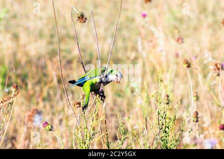 Parakeet rosé à Parco degli Acquedotti - Rome, Italie Banque D'Images