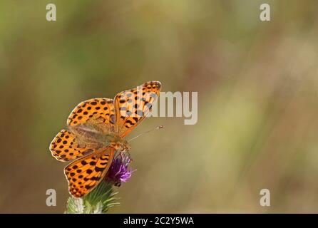 Petit papillon en nacre Issoria lathonia comme macro-enregistrement Banque D'Images