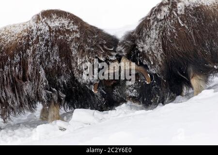 Taureaux de boeuf musqué (Ovibos moschatus) deux mâles se battent en buttant sur la toundra enneigée en hiver, Parc national Dovrefjell–Sunndalsfjella, Norvège Banque D'Images