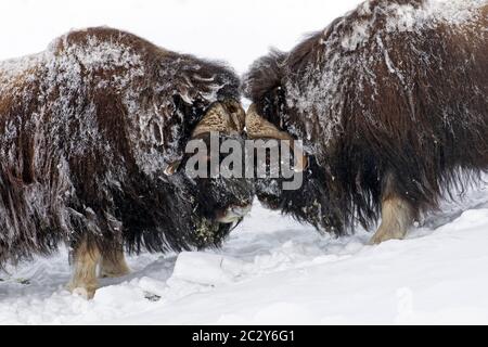 Taureaux de boeuf musqué (Ovibos moschatus) deux mâles se battent en buttant sur la toundra enneigée en hiver, Parc national Dovrefjell–Sunndalsfjella, Norvège Banque D'Images